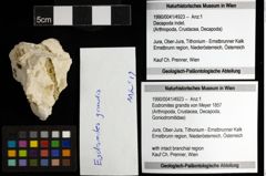 Foto (Objekt + Etiketten) von Eodromites grandis (von Meyer 1857) 